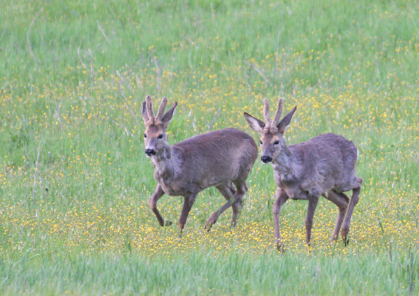 Il Capriolo